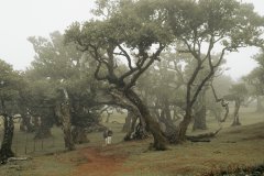 Madeira