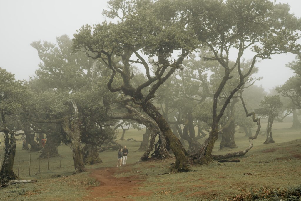Forêt île de Madère