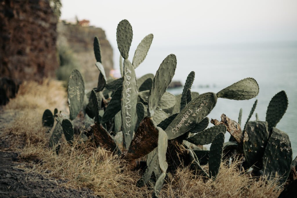 Cactus île de Madère